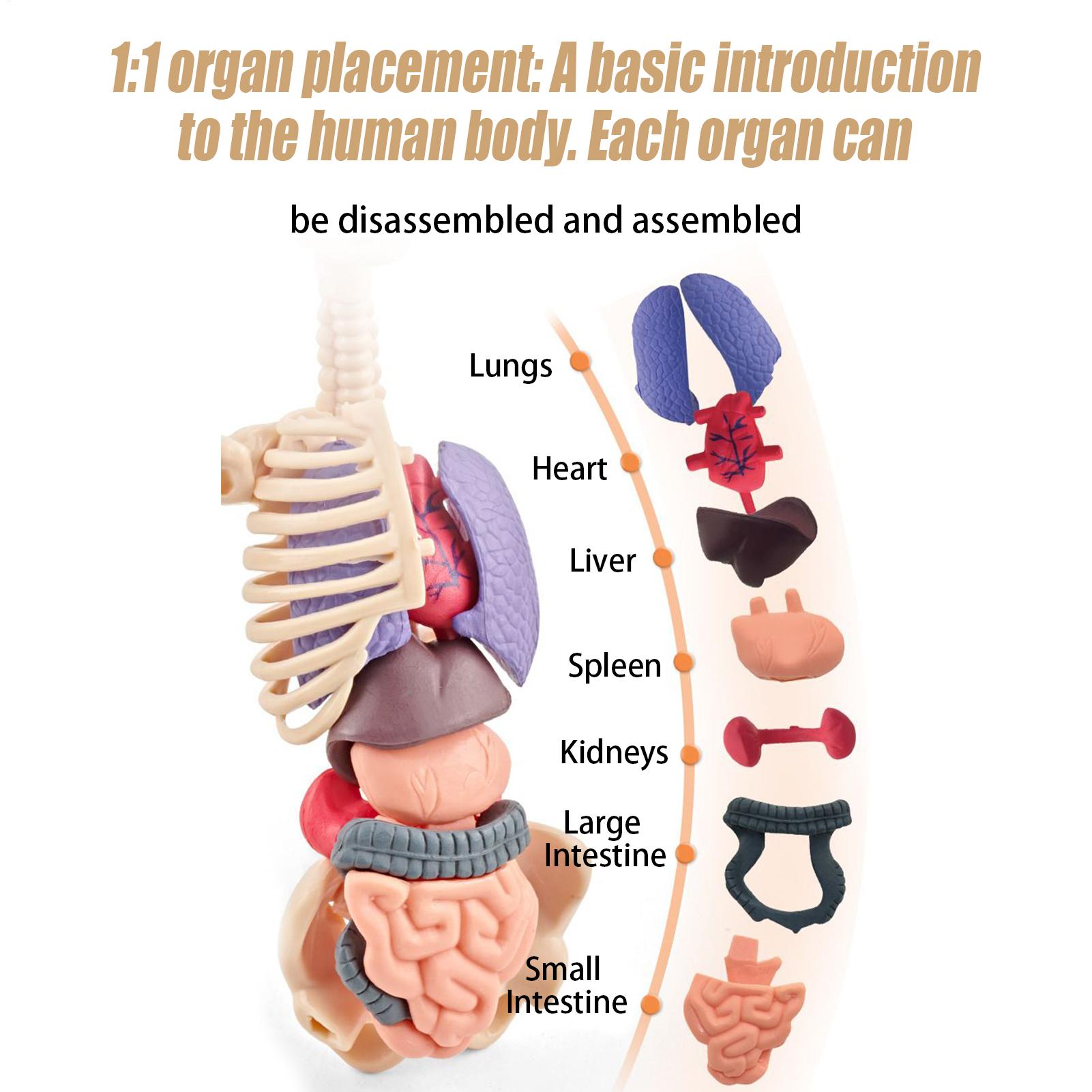 Kids Education Usa - Menselijk skeletmodel voor anatomie 3D menselijk